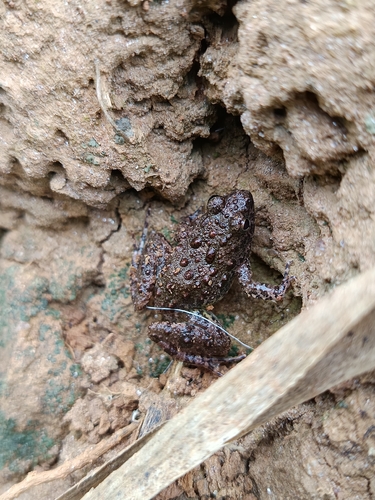 Natal Puddle Frog