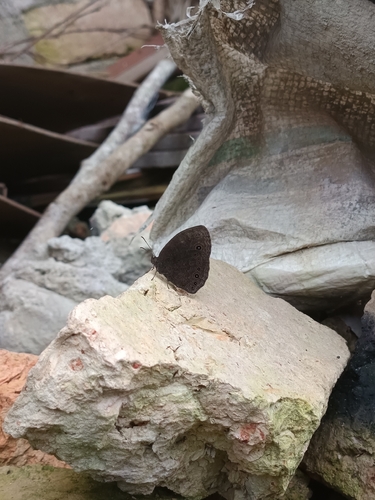 Vulgar Bush Brown