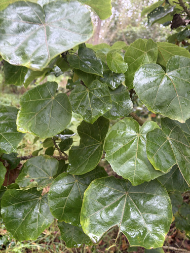 Hibiscadelphus hualalaiensis observed 2026-01-05