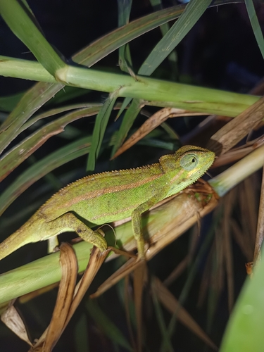 Montane side-striped chameleon
