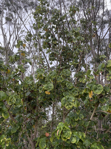 Hibiscadelphus hualalaiensis observed 2026-01-05