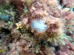Polycitor