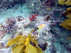 Pyura gibbosa
