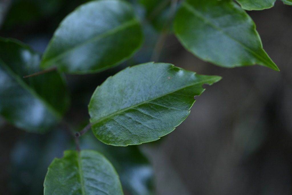Nhựa ruồi Soyogo – Ilex pedunculosa