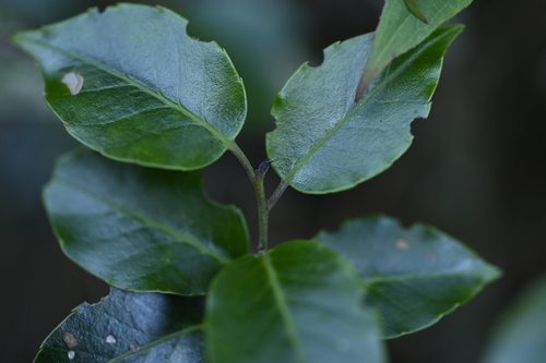 Ilex pedunculosa, photograph 3