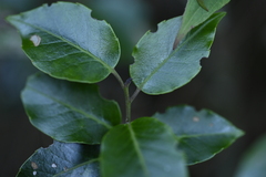 Ilex pedunculosa, photograph (c) 曾昱承 Yu-Cheng Zeng, some rights reserved (CC BY)
