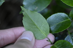 Ilex pedunculosa, photograph (c) 曾昱承 Yu-Cheng Zeng, some rights reserved (CC BY)