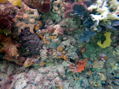 Clathria