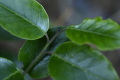 Ilex pedunculosa, photograph (c) 曾昱承 Yu-Cheng Zeng, some rights reserved (CC BY)