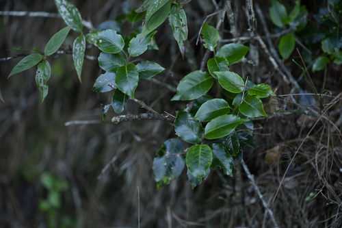 Ilex pedunculosa, photograph 6