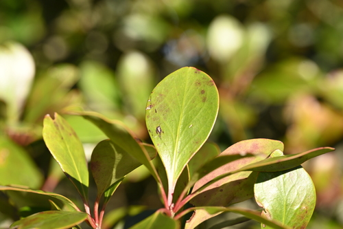 Ternstroemia gymnanthera (Ternstroemia gymnanthera)