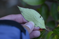 Vaccinium dunalianum, photograph (c) 曾昱承 Yu-Cheng Zeng, some rights reserved (CC BY)