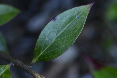 Vaccinium dunalianum, photograph 4
