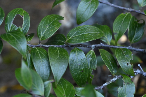 Vaccinium dunalianum, photograph 6
