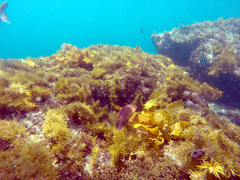 Austrolabrus maculatus