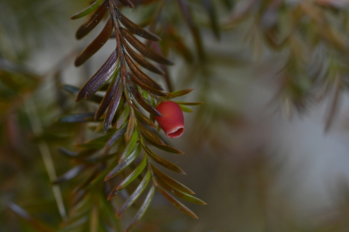 Maire's yew (Taxus mairei)