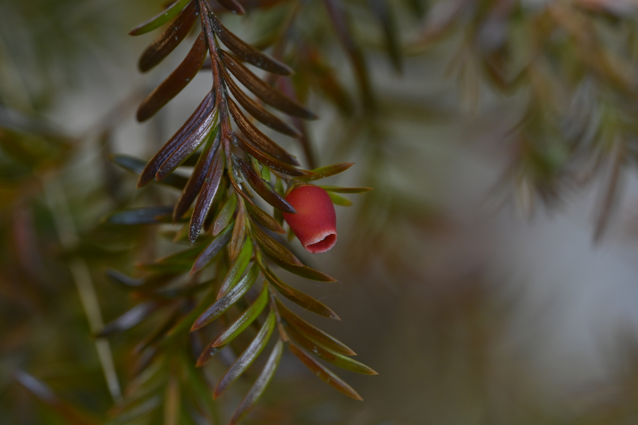 Maire's Yew (Taxus mairei)