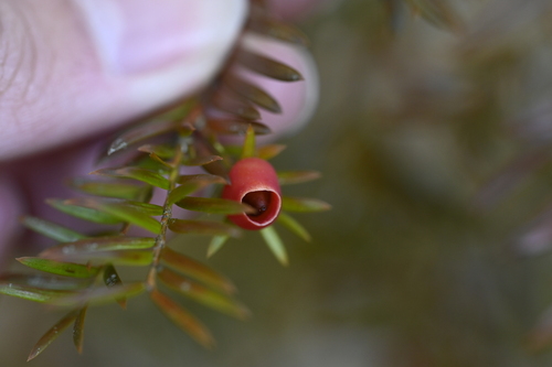 Taxus mairei, photograph 3