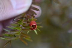 Taxus mairei, photograph (c) 曾昱承 Yu-Cheng Zeng, some rights reserved (CC BY)