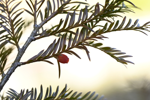 Taxus mairei, photograph 4