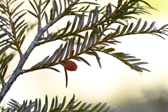 Taxus mairei, photograph (c) 曾昱承 Yu-Cheng Zeng, some rights reserved (CC BY)