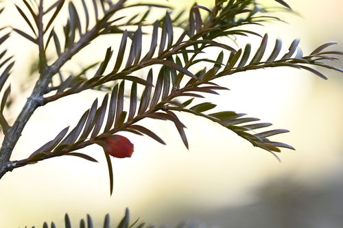 Taxus mairei, photograph 5