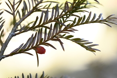 Taxus mairei, photograph (c) 曾昱承 Yu-Cheng Zeng, some rights reserved (CC BY)
