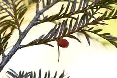 Taxus mairei, photograph (c) 曾昱承 Yu-Cheng Zeng, some rights reserved (CC BY)