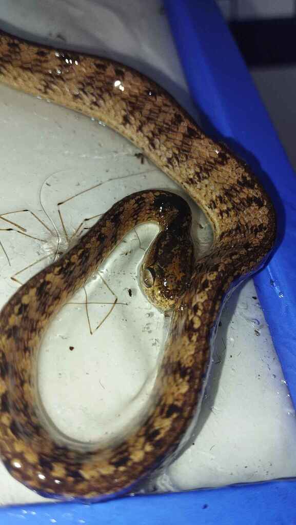 Ular siput (Pareas carinatus)