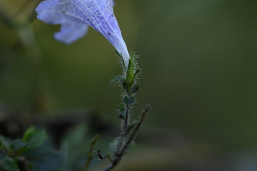 Strobilanthes rankanensis, photograph 3