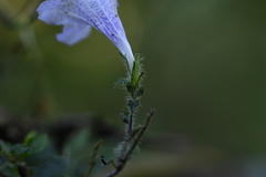 Strobilanthes rankanensis, photograph (c) 曾昱承 Yu-Cheng Zeng, some rights reserved (CC BY)