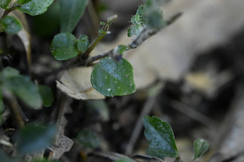 Strobilanthes rankanensis, photograph 4