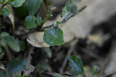 Strobilanthes rankanensis, photograph (c) 曾昱承 Yu-Cheng Zeng, some rights reserved (CC BY)