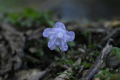 Strobilanthes rankanensis, photograph (c) 曾昱承 Yu-Cheng Zeng, some rights reserved (CC BY)