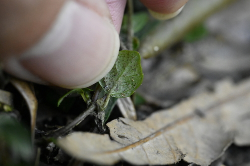 Strobilanthes rankanensis, photograph 5