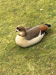 Alopochen aegyptiaca