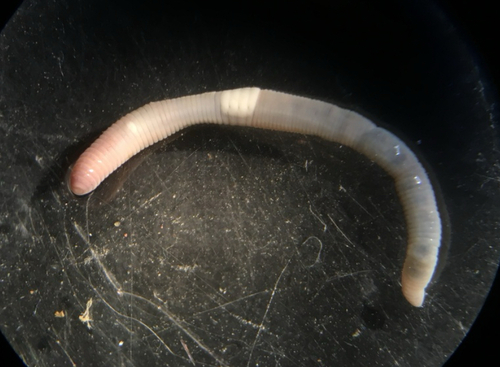 Earthworm