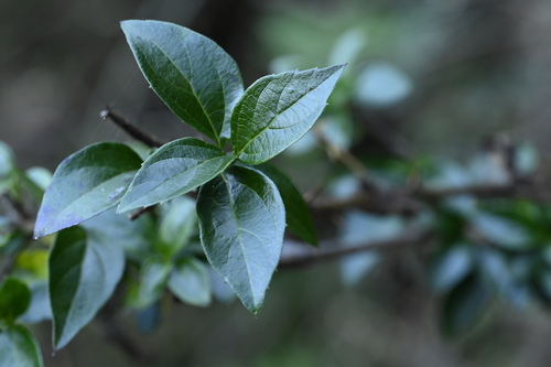 Stinking Viburnum (Viburnum foetidum)