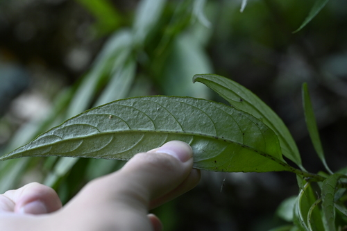 Hemiboea bicornuta, photograph 6