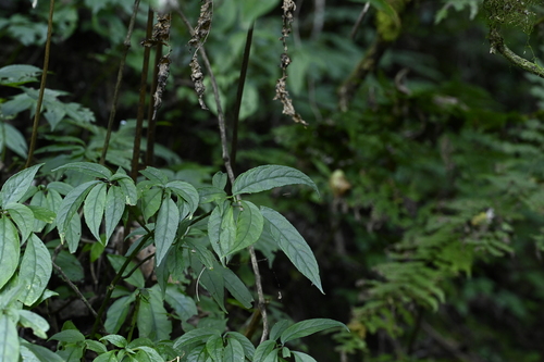 Hemiboea bicornuta, photograph 5