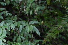 (c) 曾昱承 Yu-Cheng Zeng, some rights reserved (CC BY) Hemiboea bicornuta, photograph (c) 曾昱承 Yu-Cheng Zeng, some rights reserved (CC BY)