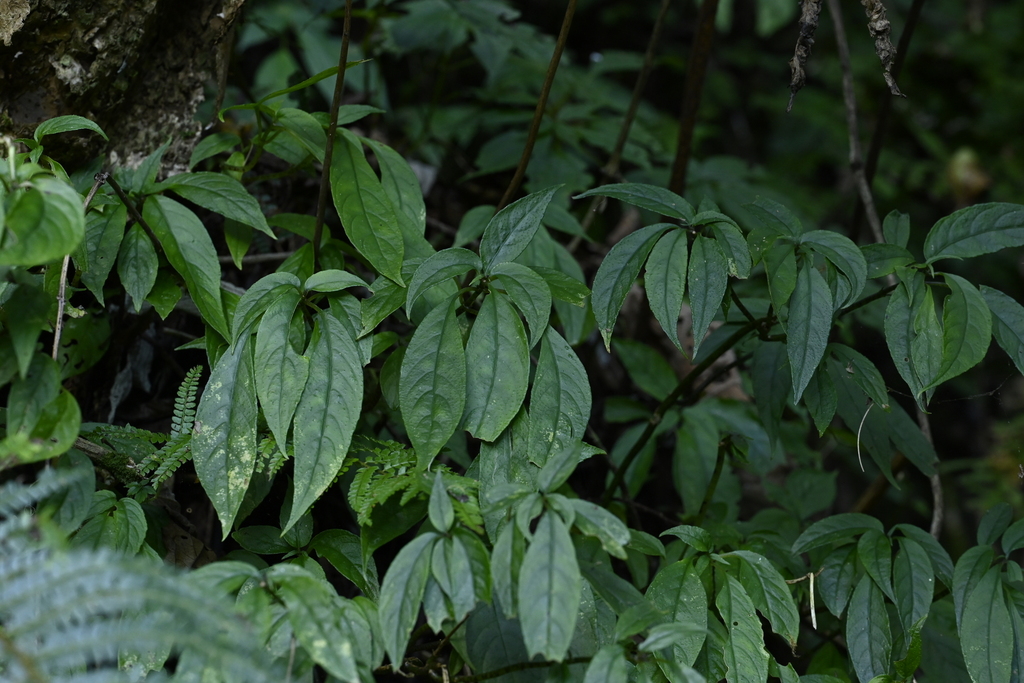 Hemiboea bicornuta; photograph (c) 曾昱承 Yu-Cheng Zeng, some rights reserved (CC BY)