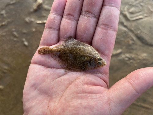 Stone flounder (Kareius bicoloratus) — Pleuronectidae — 2
