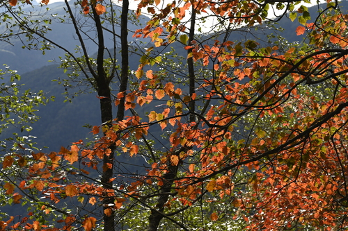 Taiwan Red Maple (Acer morrisonense)