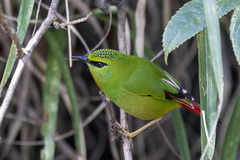 Fire-Tailed Myzornis photo 5