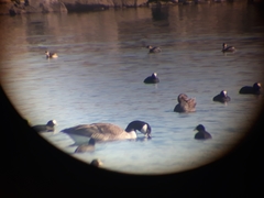 Branta canadensis