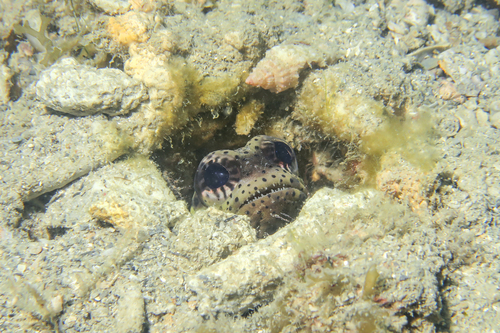Papuan jawfish (Opistognathus papuensis) — Opistognathidae — 5