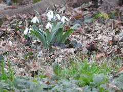 Galanthus elwesii