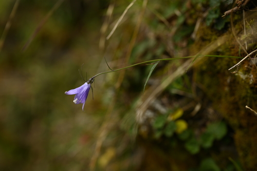 Yushan ladybell (Adenophora morrisonensis)