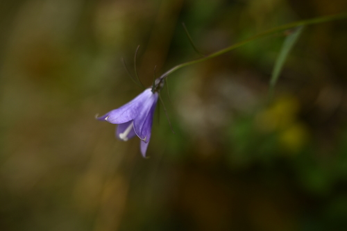 Adenophora morrisonensis, photograph 2